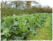 ���c�u�{���f�B�t�@�[���v